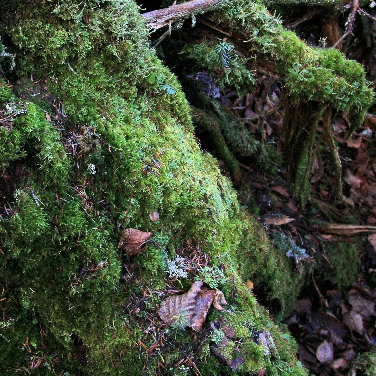 佛蒙特林地里长满苔藓的松树桩